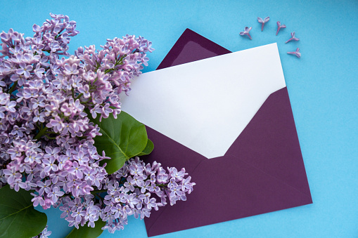 Composition with empty purple envelope and beautiful spring lilac flowers on blue background. Mockup card invitation greeting card postcard copy space template blank. Branches of lilac blooming bouquet.