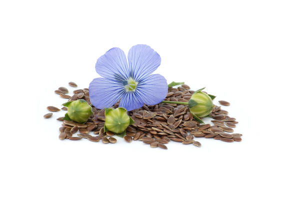 istock Flax (linseed) flower and seeds over white background 2062130071