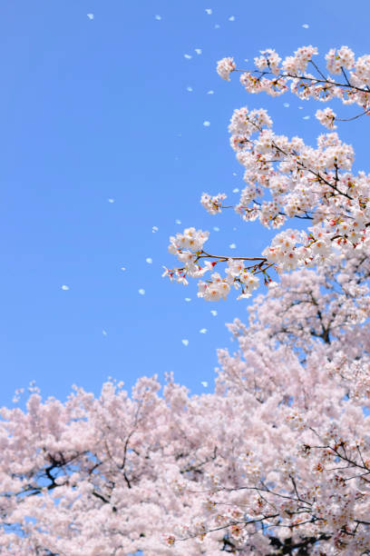 istock sakura flower and blue sky.cherry blossom tree. 2062131147