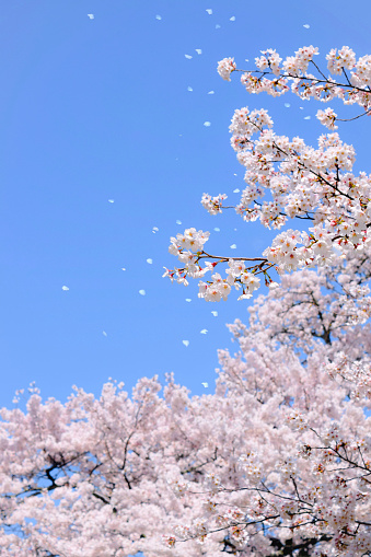 sakura flower and blue sky.\ncherry blossom tree.