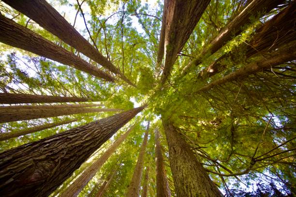 istock California Redwoods 1 2062144429