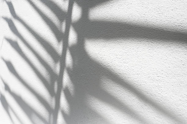 istock Abstract blur of shadows leaf on a white background. 2062145506