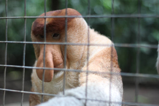istock Proboscis monkey in the zoo, Proboscis monkey long nose with reddish hair, Proboscis monkey endemic to the island of Borneo, Indonesia 2062145511