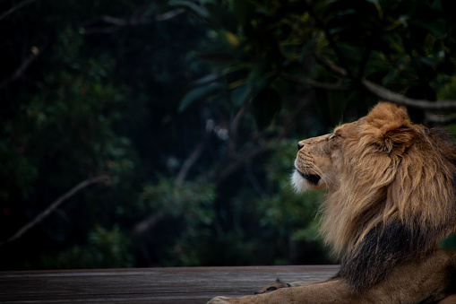 A large male lion relaxing on a wooden platform