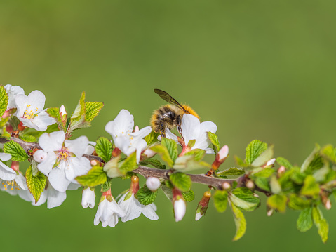 Bumblebee insect on white blooming cherry blossom. Bumblebee insect. The family of bees. Blossoming of whiskey. White flower. The Cherry Orchard. Pollination of trees. Nectar. Animal world.