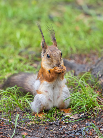 Squirrel eats a nut while sitting in green grass. Eurasian Red squirrel, Sciurus vulgaris, sitting in grass and eating nut against bright green background