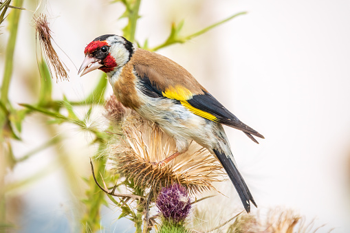 Closeup of a European goldfinch perching on the branch of a tree