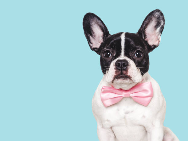 istock Cute puppy and bow tie. Studio shot 2062190271