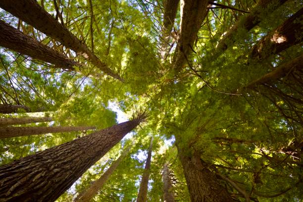 istock Upwards view into California Redwoods 2062190791