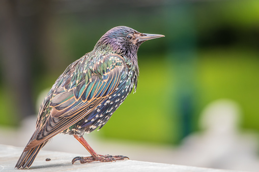The common starling or Sturnus vulgaris or the European starling is a medium-sized passerine bird in the starling family, Sturnidae. Sitting on the fence in the garden in springtime.