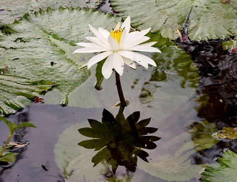 White Finnish Water lily blossom, top view. Beauty Nymphaea tetragona wild flower and green leaves on pond in ornamental water garden. Beautiful small waterlily blooming, summer sunny light day