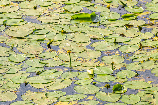 Yellow water lily flower, Nuphar lutea, blooming yellow among the green leaves on the water of the lake. Yellow water flowers in lake, aquatic ecosystem