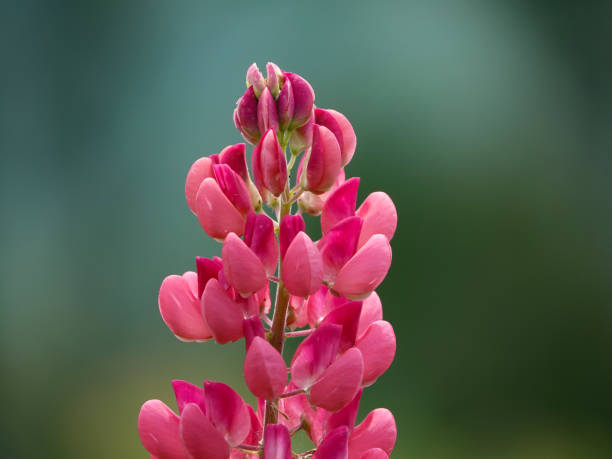Bright pink Lupin flowers against dark background