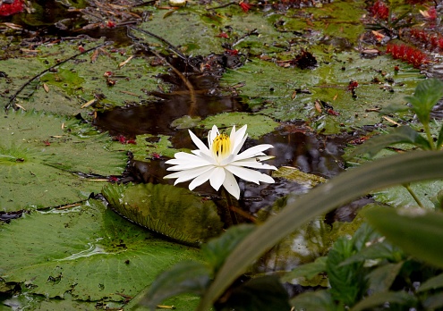 Lotus in pond with big green leaf, its beautiful white lotus, symbol of peace