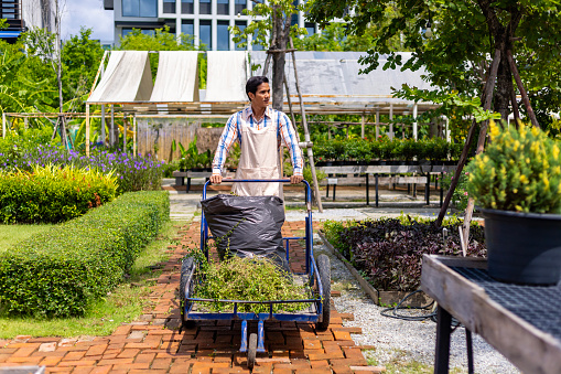 Asian gardener is giving service of taking garden waste to the compost area while working in the common area of condominium or public park in city