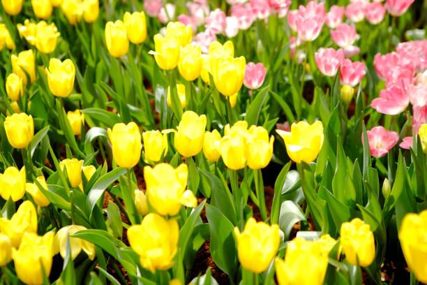 Yellow tulips in the field
