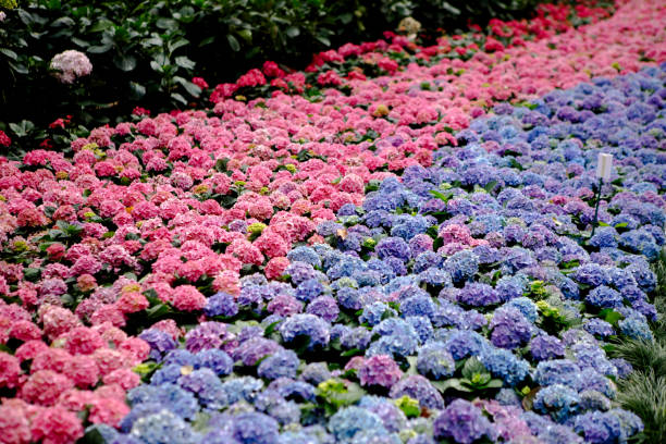 istock Beautiful flowers blooming in garden 2062236816