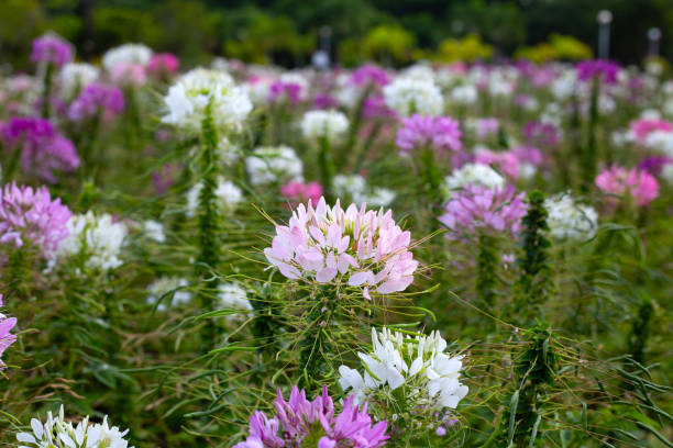 istock Cleome spinosa flower in the park 2062246337
