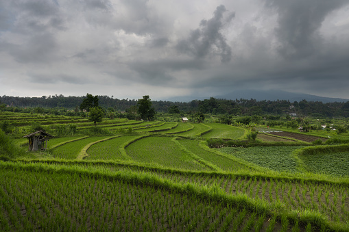 Maha Ganga paddy ricefiled terraces in rural part of Bali island, Karangasem district.