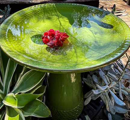 A small green birdbath with a Camilla blossom floating on the surface