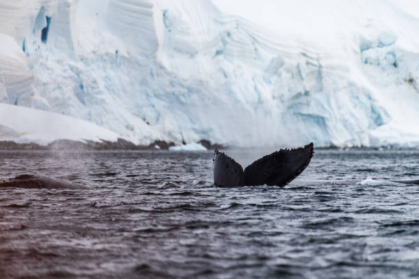 istock Tail of a humpback whale in the Antarctic 2062319269
