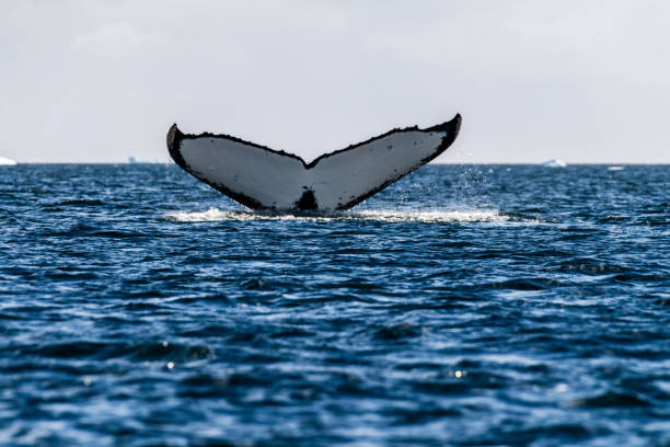 istock Tail of a humpback whale in the Antarctic 2062319316