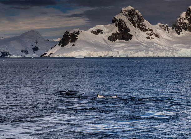 istock Antarctic landscape with diving humpback whales 2062319332