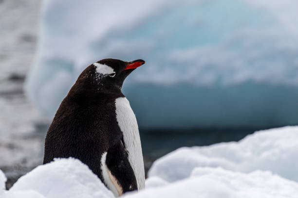 istock Close-up of a Gentoo Penguin on Trinity Island. 2062319824