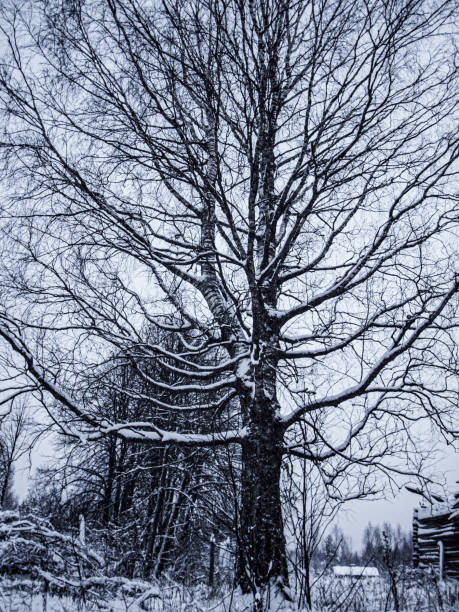 A serene display of tall trees covered with snow, captured against a calm winter sky. The natural scene emphasizes the quiet and cold atmosphere of winter. Ideal for themes related to seasonal changes, winter scenery, and environmental beauty.