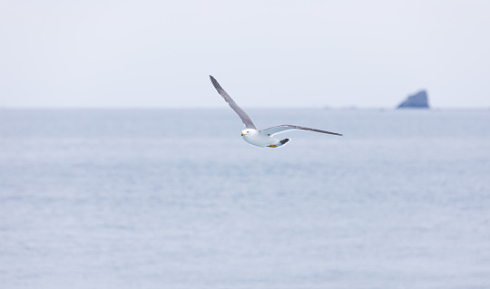 Black-tailed gull gliding over the sea. Larus crassirostris