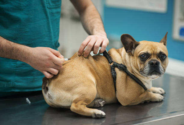 istock Vet doctor examining a dog. 2062386113