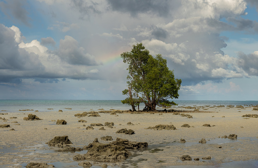 Solitary mangrove tree on the beach at low tide at the coast of a tropical  Swaraj Dweep or Havelock island in Andaman and Nicobar island archipelago in India