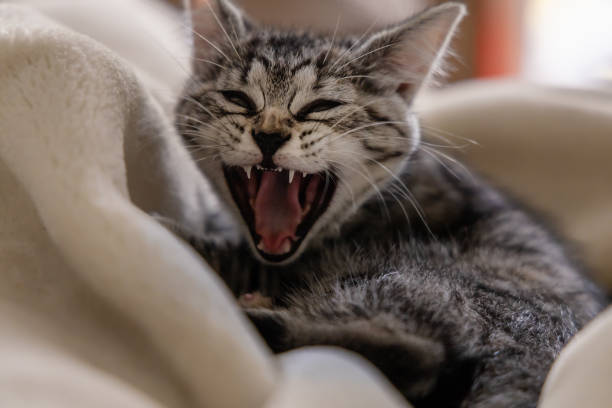 Kittens Rrii 530+ Roaring Kitten Stock Photos, Pictures & Royalty-Free Images - iStock