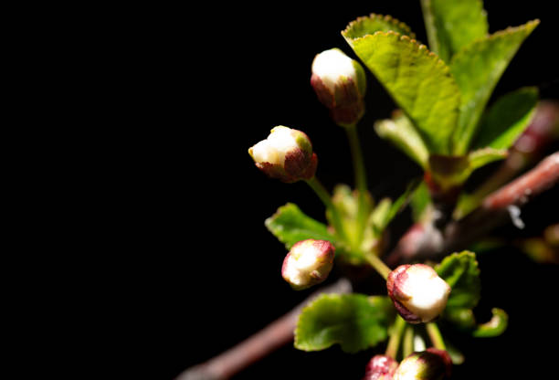 White cherry flowers isolated on black background. Close-up.