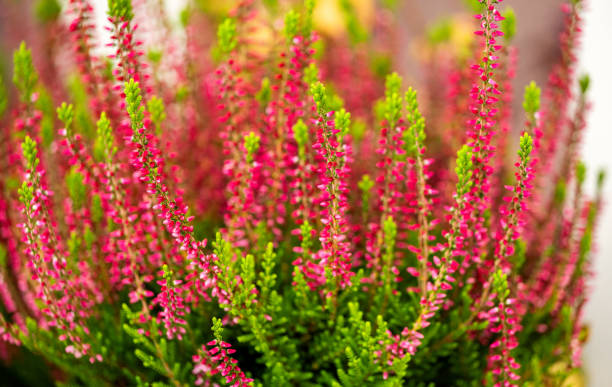 istock background of blooming red heather 2062399692
