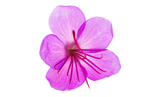 geranium flower isolated on white background