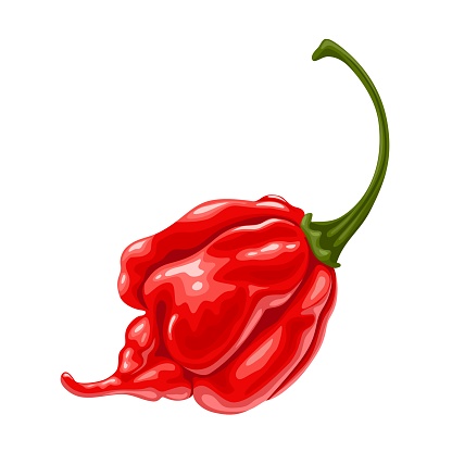 Vector illustration, Trinidad Scorpion Peppers, isolated on white background.