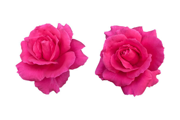 Pink rose flowers isolated on white background