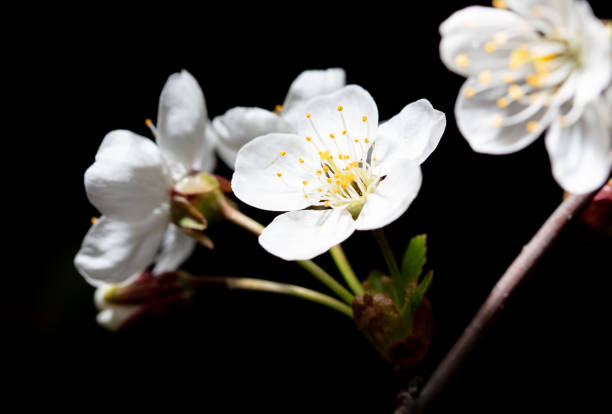 White cherry flowers isolated on black background. Close-up.