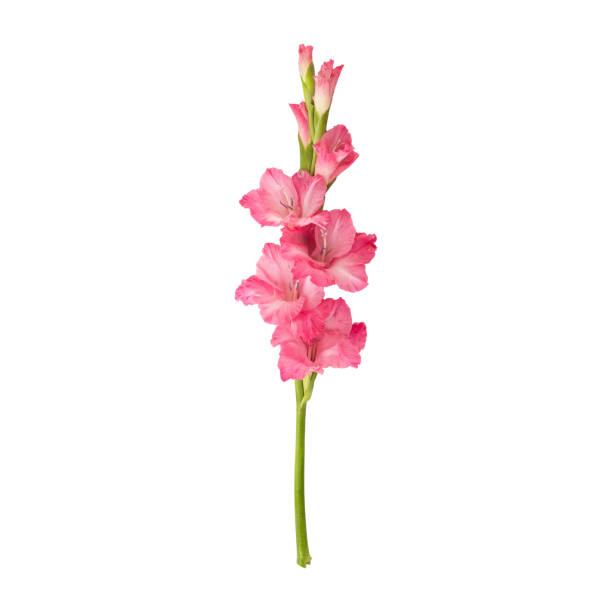 close up a beautiful pink gladiolus flower stem - gladiolus single flower stem isolated foto e immagini stock