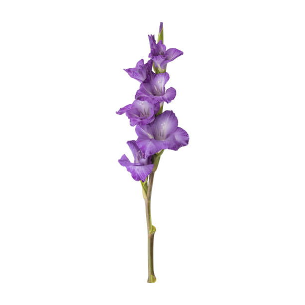close up a beautiful purple gladiolus flower stem - gladiolus single flower stem isolated foto e immagini stock