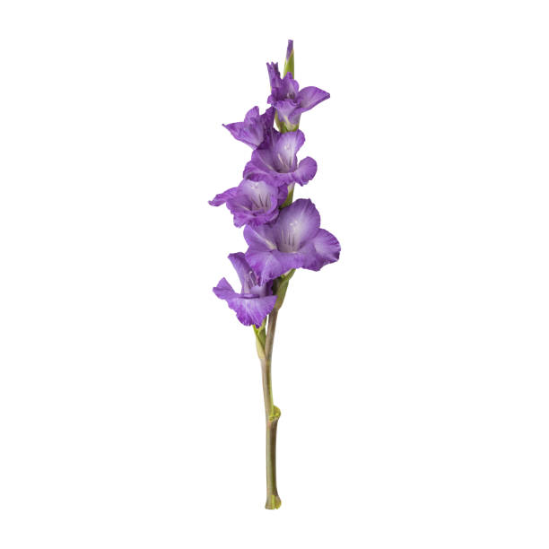 Macro view of purple gladiolus flowers growing in the garden.