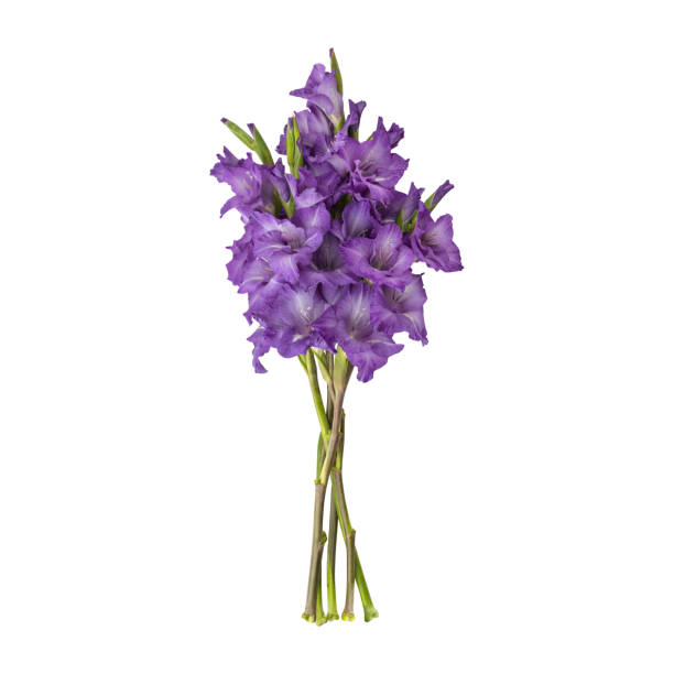 close up a beautiful purple gladiolus flower stems - gladiolus single flower stem isolated foto e immagini stock