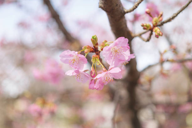 Blossoming cherry tree with pink flowers