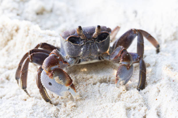 A ghost crab sits cautiously at the top of its hole on the beach