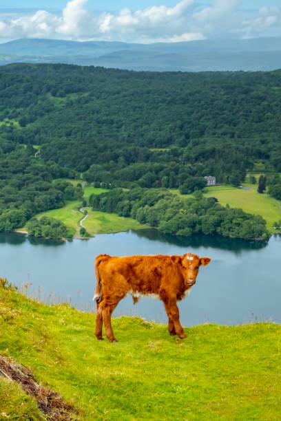 A Calf in a field with blossoming Hawthorn