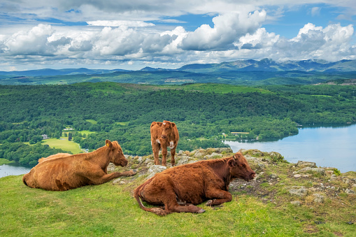 Highland Cattle on the high fells in the English Lake District overlooking Lake Windermere