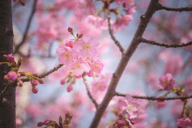 cherry blossom tree in springtime with bokeh and sunny lights