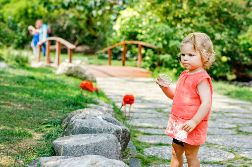 Cute adorable toddler girl and dad feeding red ibis bird in a zoo or zoological garden. Happy heathy child and man having fun with giving animals food in park. Active leisure for family in summer.