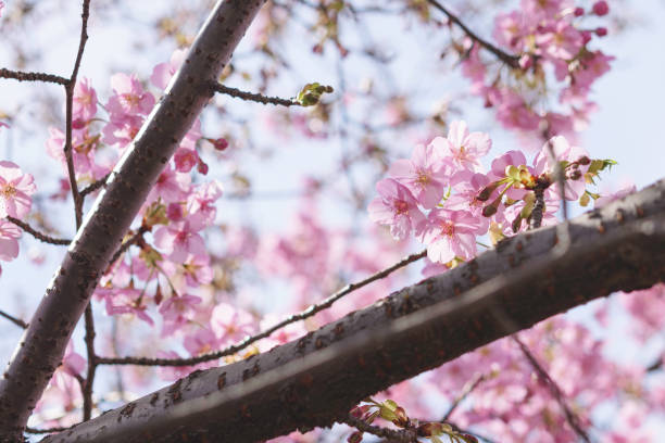 istock cherry blossom tree in springtime with bokeh and sunny lights 2062471854